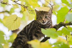 Katten-vangkooi