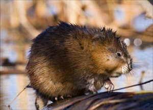 Muskusrat-vangkooi