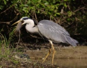 Reiger-vangkooi