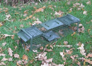 Vangkooi rat / marter