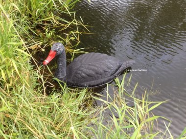 Zwarte zwaan