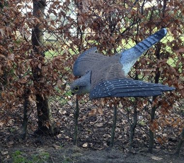 Torenvalk vogelverschrikker